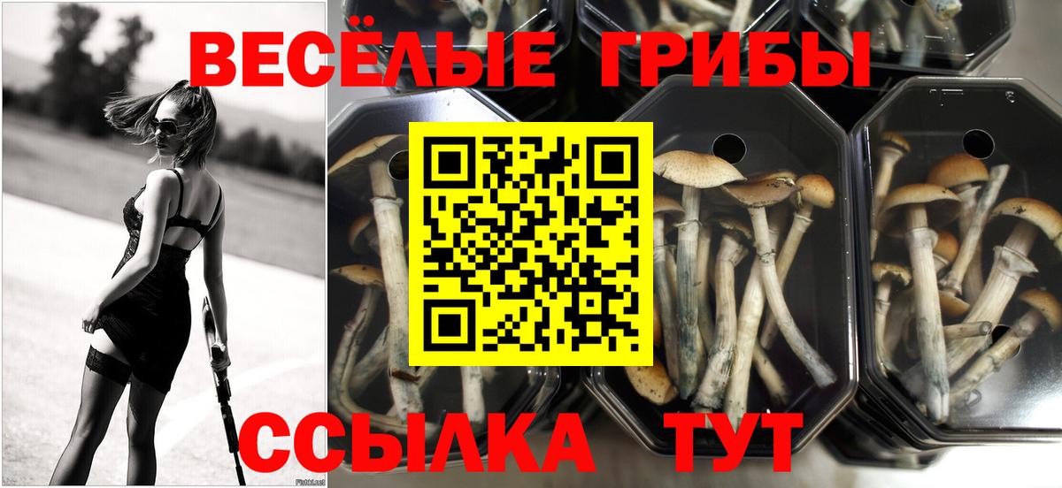 Галлюциногенные грибы GOLDEN TEACHER  Псилоцибиновые грибы прущие грибы  Вход с VPN  Волжск 